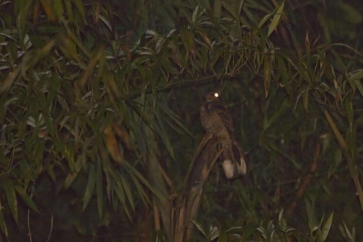 Large-tailed Nightjar - Fran Trabalon