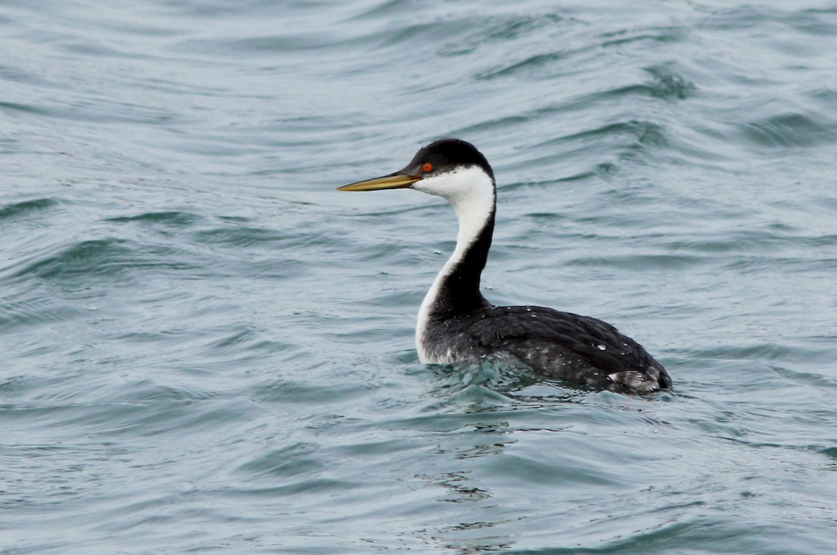 Western Grebe - ML205361341