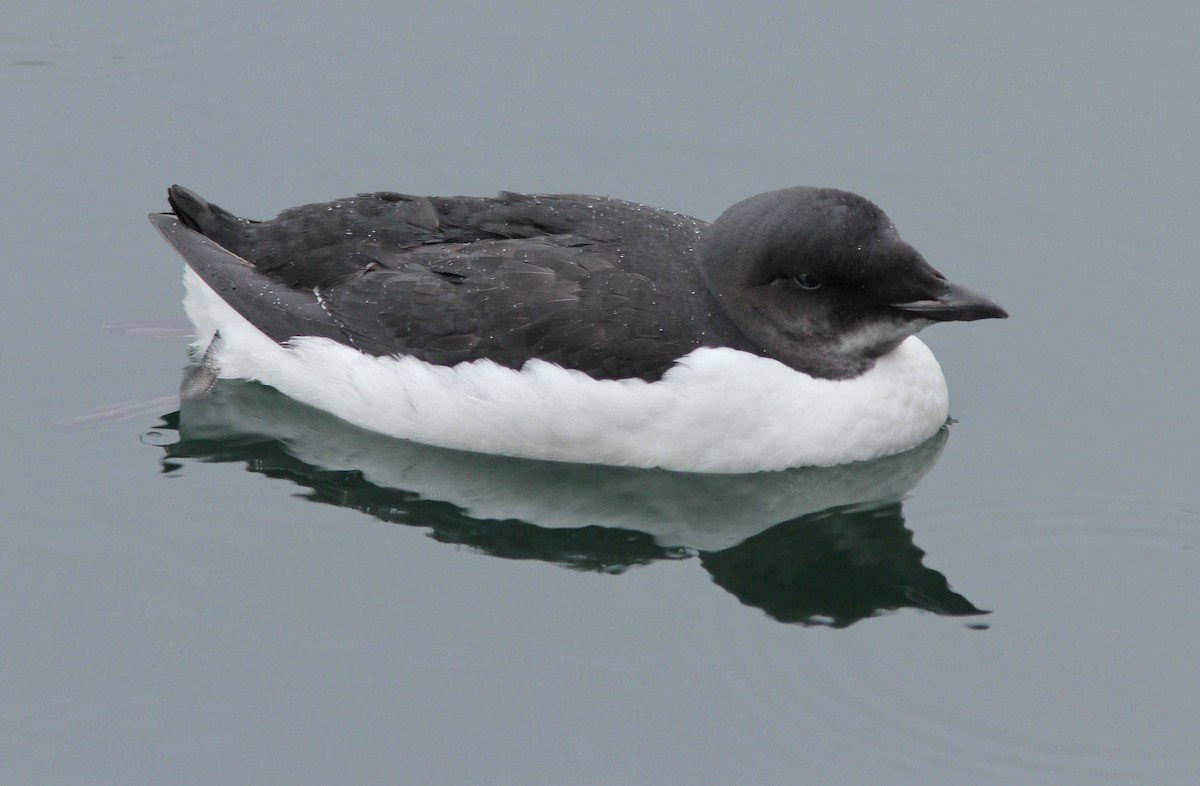 Thick-billed Murre - ML205361441