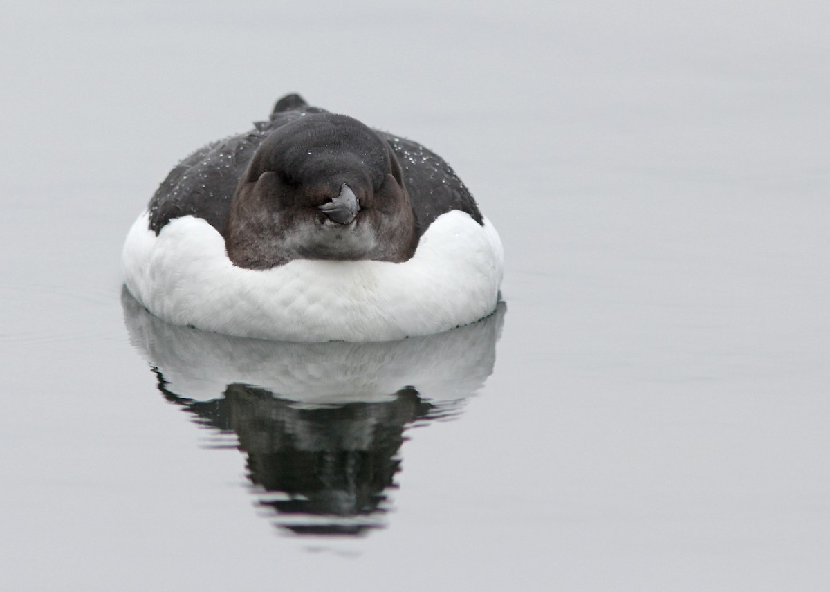 Thick-billed Murre - ML205361451