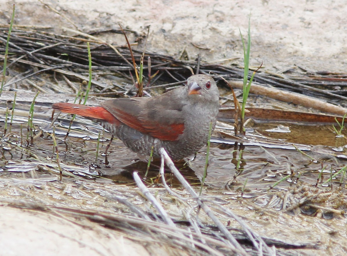 Red-billed Pytilia - ML205361671