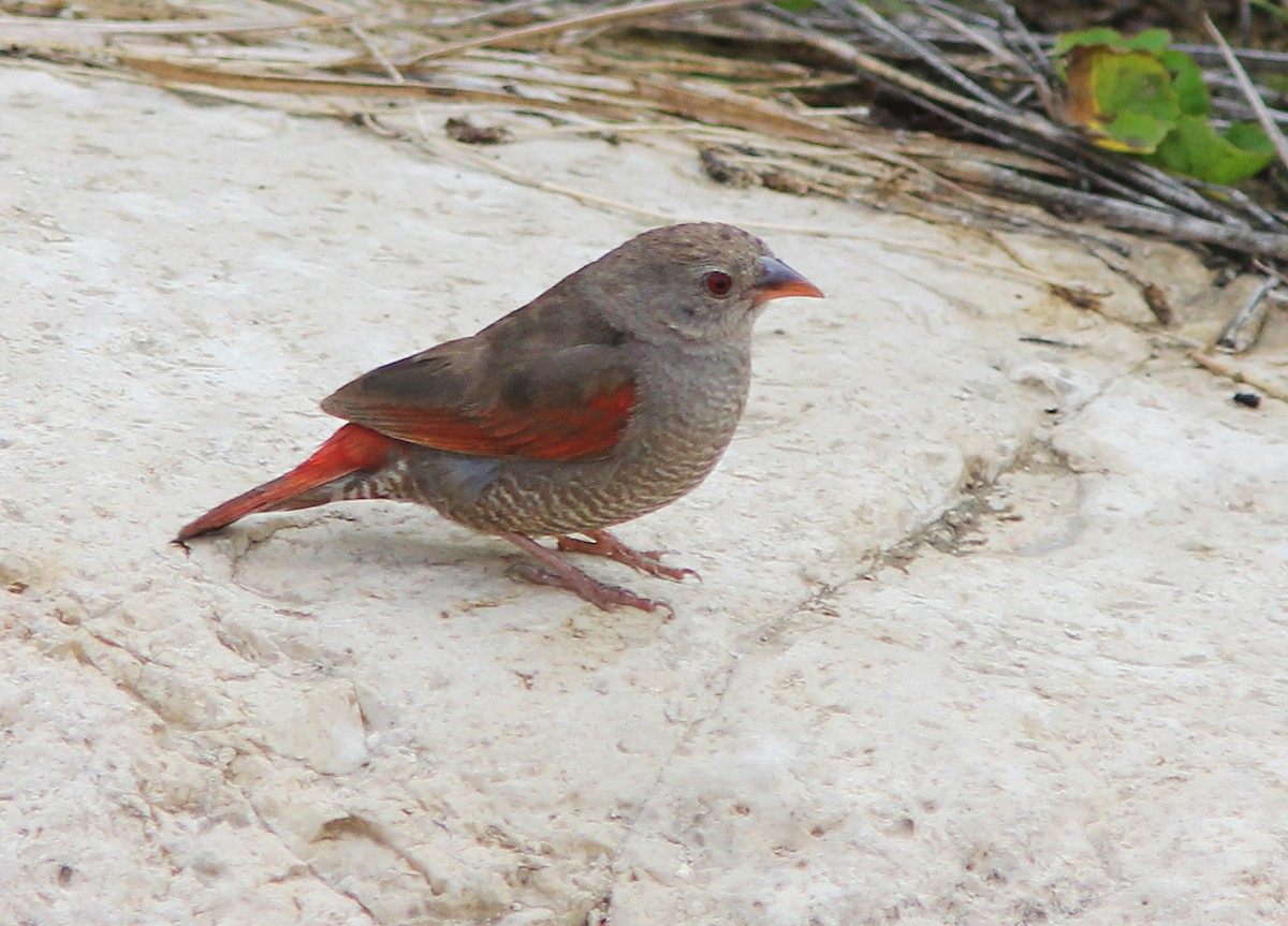 Red-billed Pytilia - ML205361681