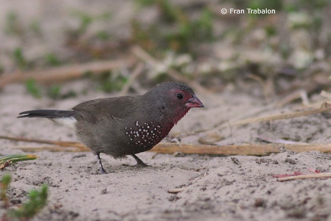 Brown Firefinch - Fran Trabalon