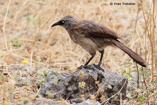 Black-faced Babbler - Fran Trabalon