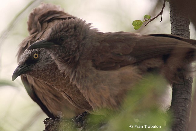 Black-faced Babbler - Fran Trabalon