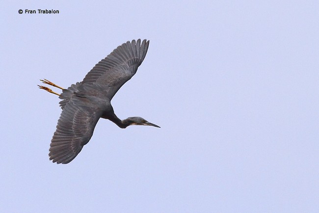 Slaty Egret - ML205363171