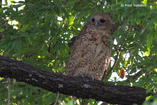 Pel's Fishing-Owl - Fran Trabalon