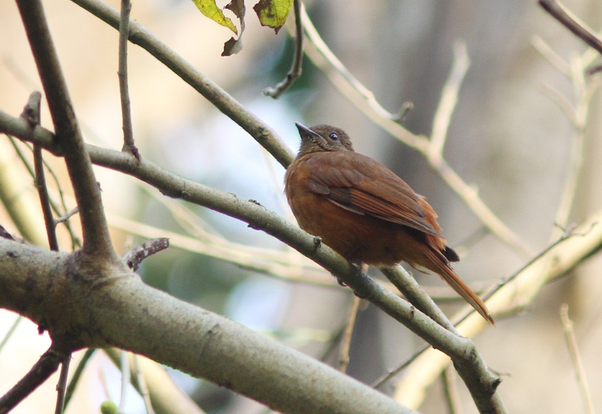 Rufous Flycatcher-Thrush - ML205363441