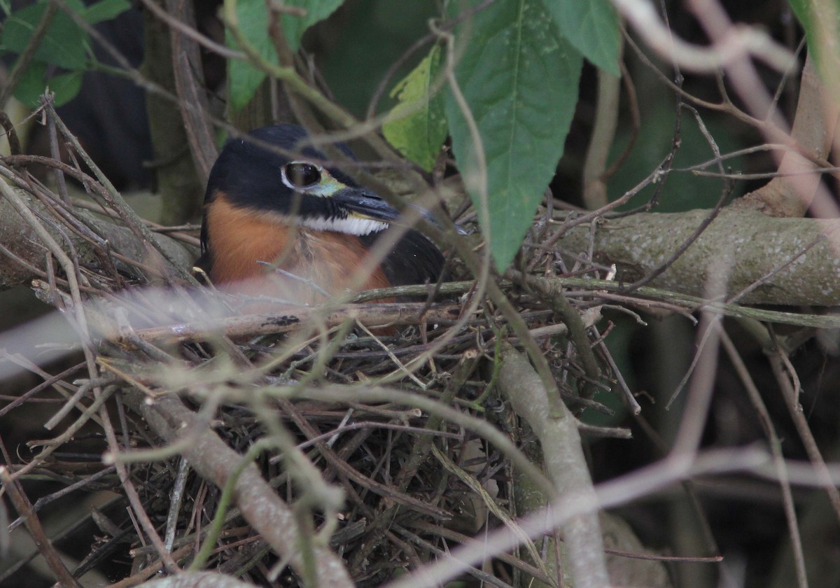 White-backed Night Heron - David Beadle