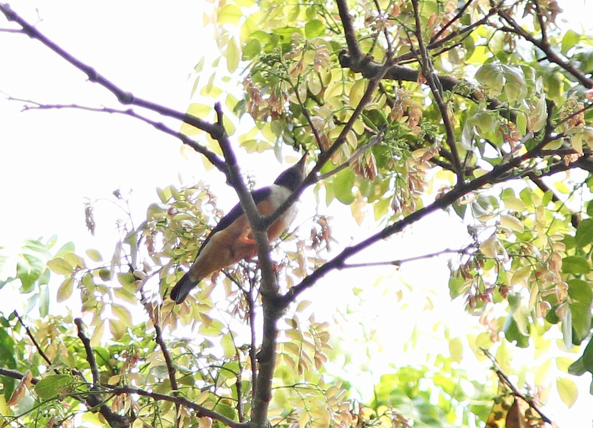 Rufous-bellied Helmetshrike - ML205363731