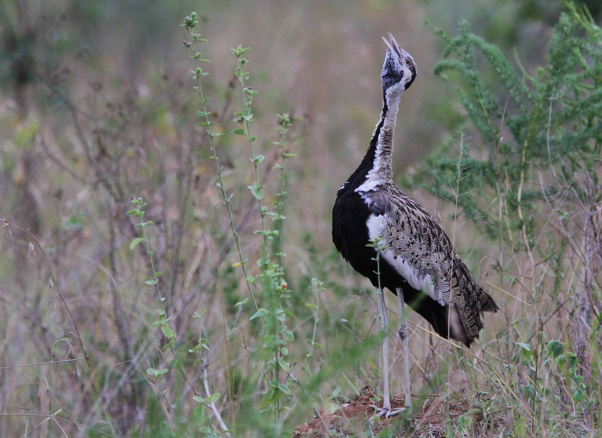 Black-bellied Bustard - ML205363751