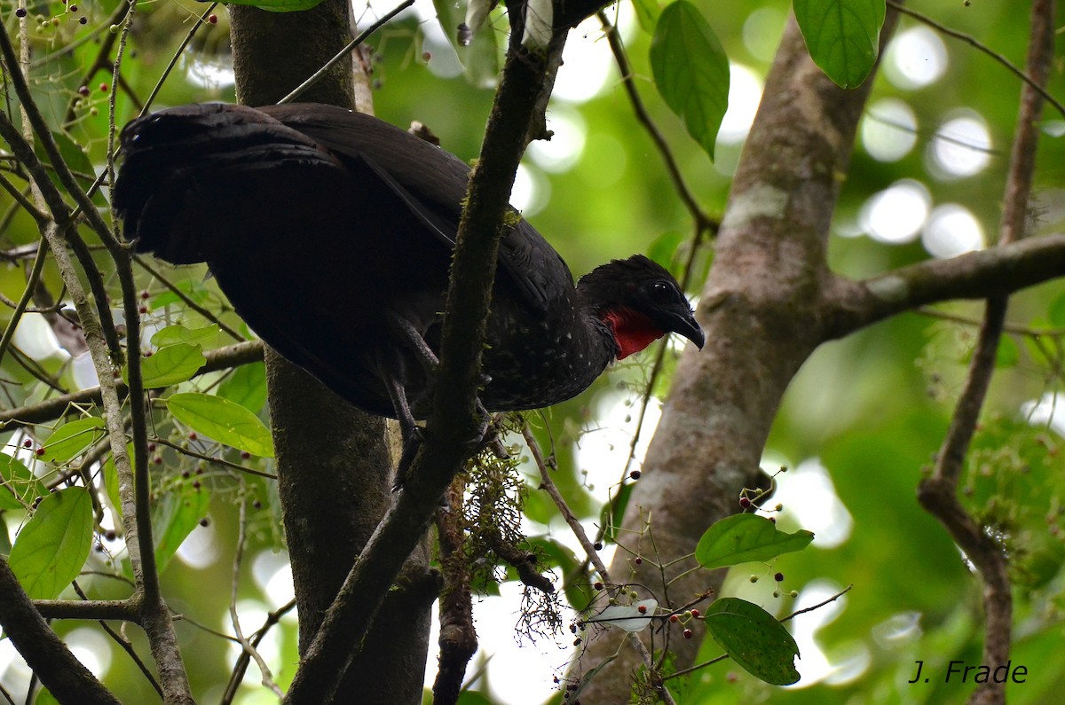 Crested Guan - José Frade