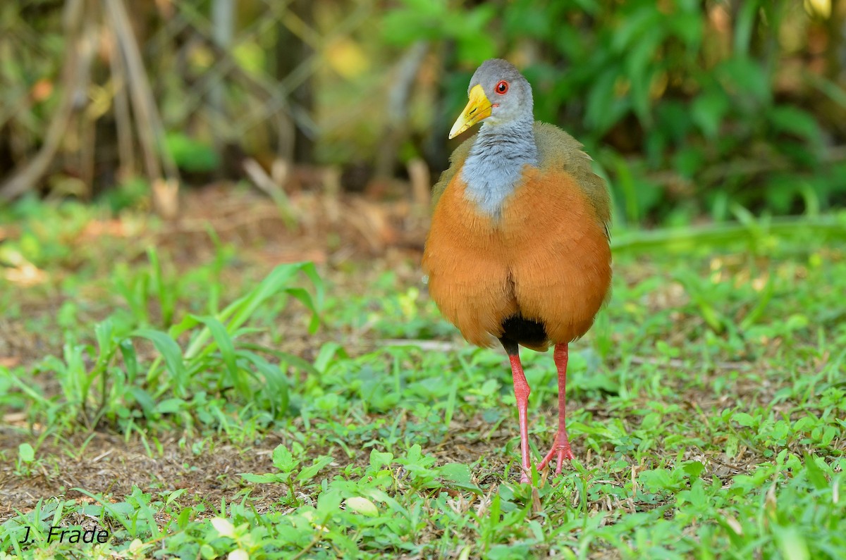 Gray-cowled Wood-Rail - José Frade