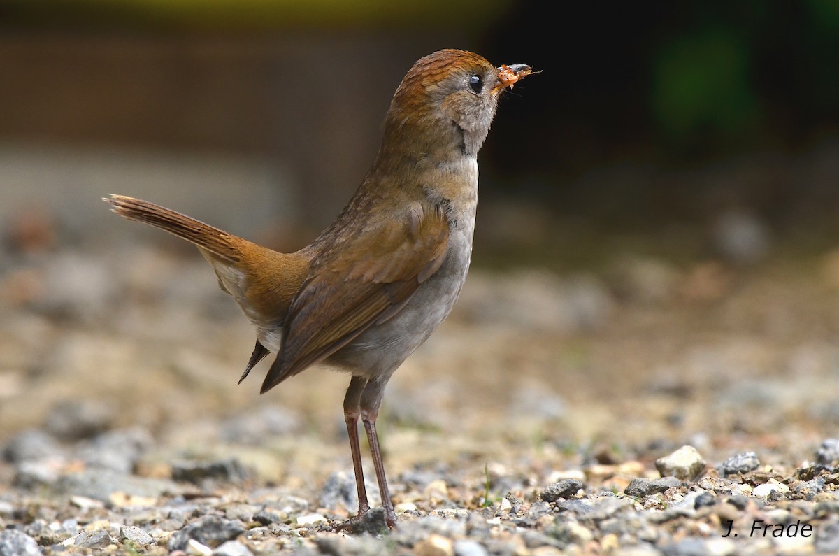 Ruddy-capped Nightingale-Thrush - José Frade