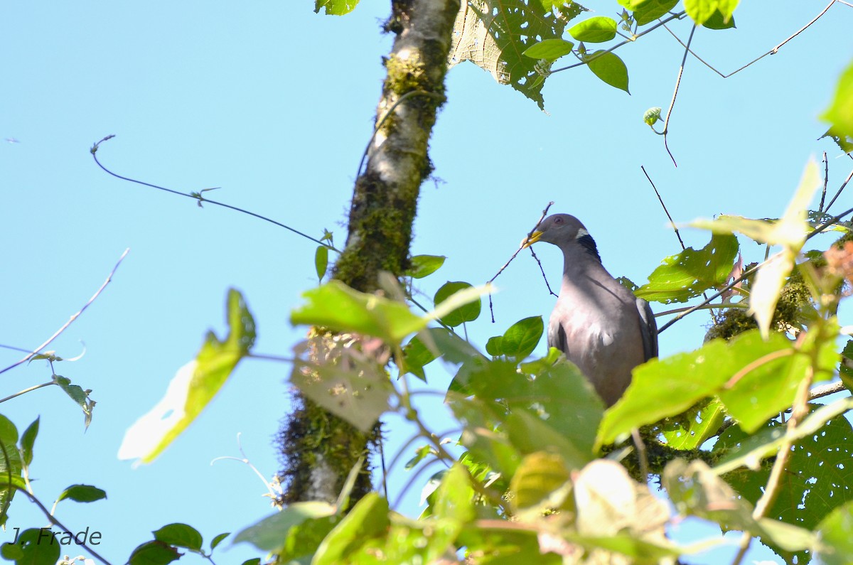 Band-tailed Pigeon (White-necked) - ML205364421