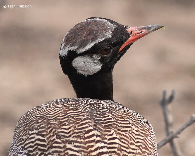 White-quilled Bustard - ML205365011