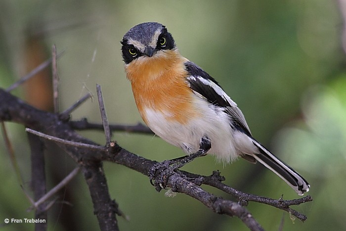 Pririt Batis - ML205365071
