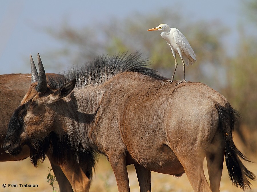 Western Cattle Egret - ML205365161