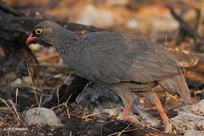 Francolin à bec rouge - ML205365201