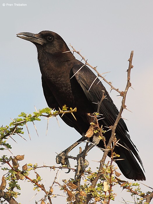 Cape Crow - ML205365281