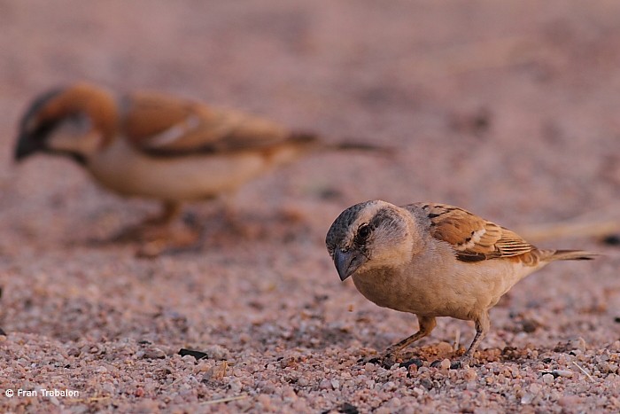 Great Rufous Sparrow - Fran Trabalon