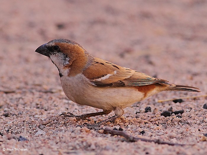 Great Rufous Sparrow - Fran Trabalon