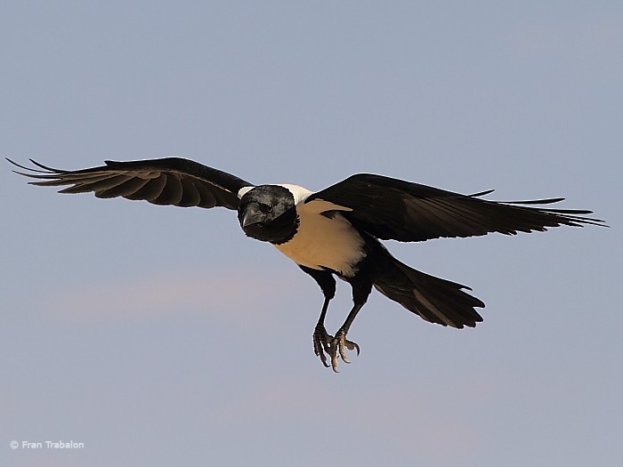 Pied Crow - ML205365511