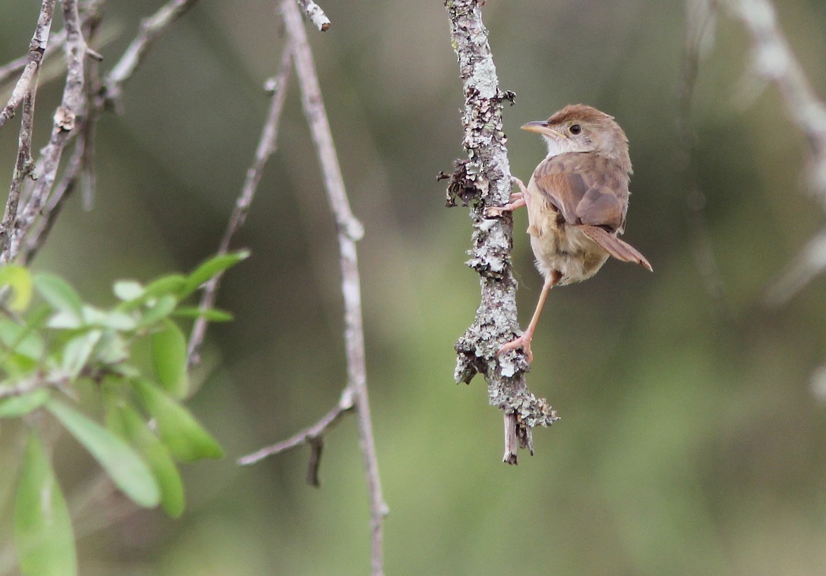 Trilling Cisticola - David Beadle