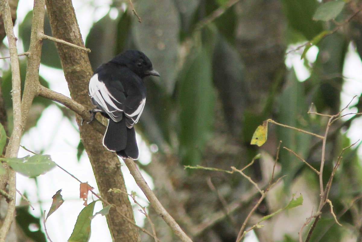 White-winged Black-Tit - David Beadle