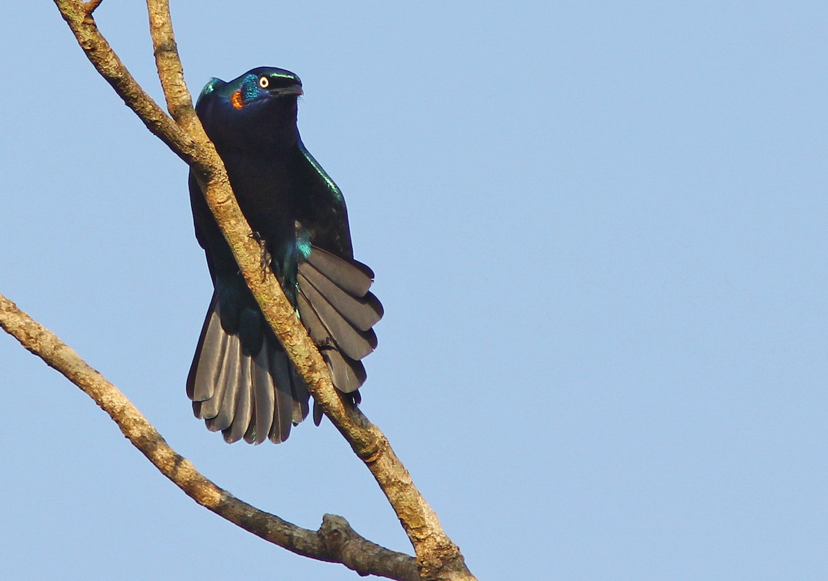 Splendid Starling - David Beadle