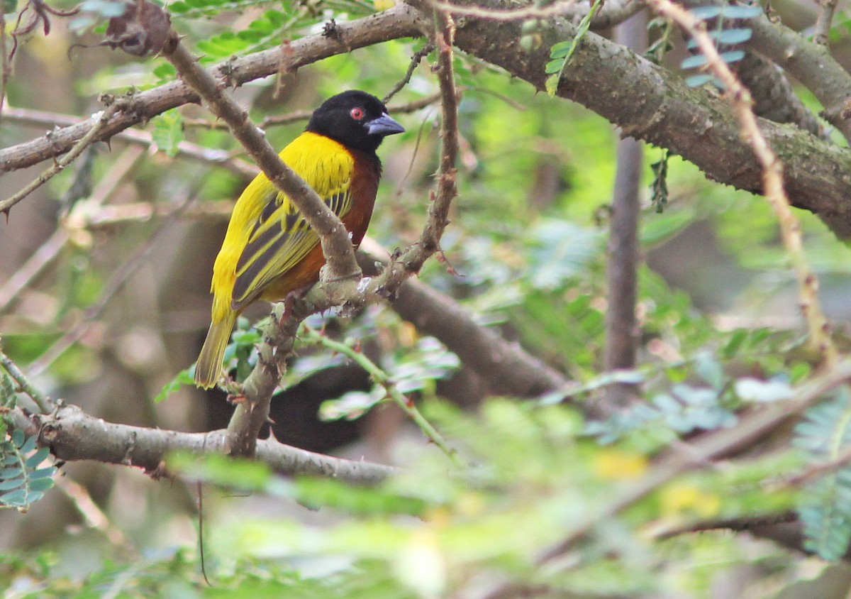 Golden-backed Weaver - ML205366001