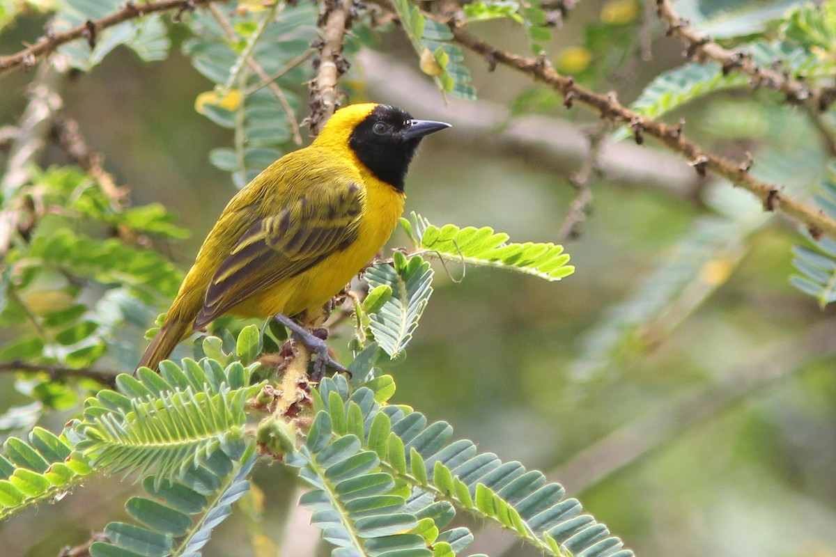 Slender-billed Weaver - ML205366041