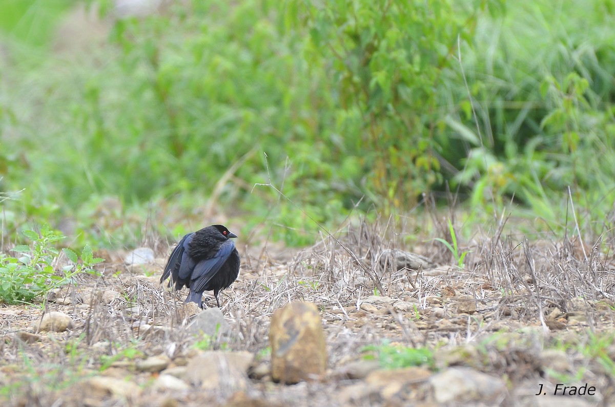 Bronzed Cowbird (Bronzed) - José Frade