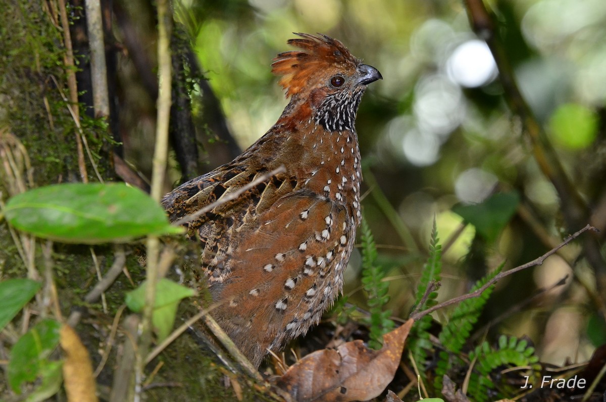 Spotted Wood-Quail - José Frade