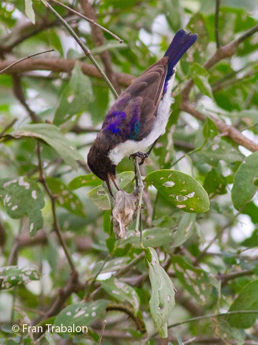 Eastern Violet-backed Sunbird - ML205367541