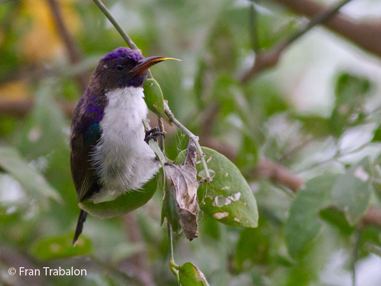 Eastern Violet-backed Sunbird - ML205367551