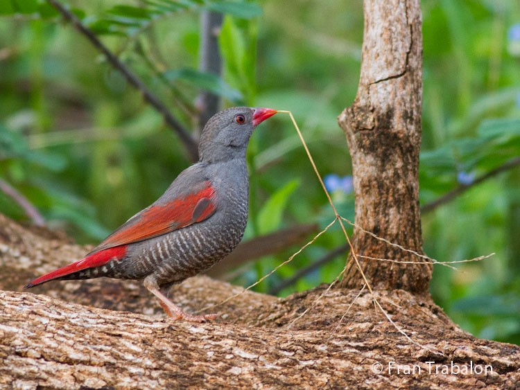 Red-billed Pytilia - ML205367561