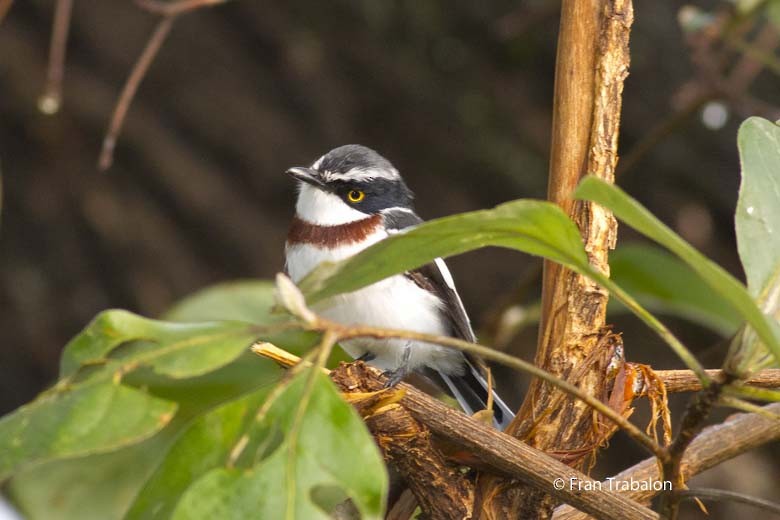 Western Black-headed Batis - Fran Trabalon