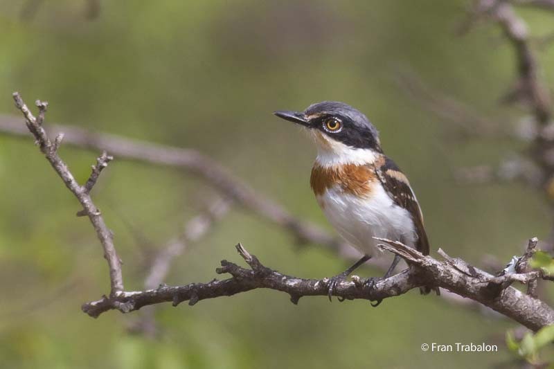 Pygmy Batis - ML205367621