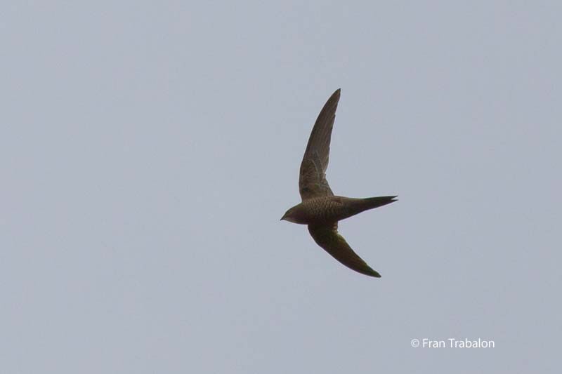 Mottled Swift - ML205367631