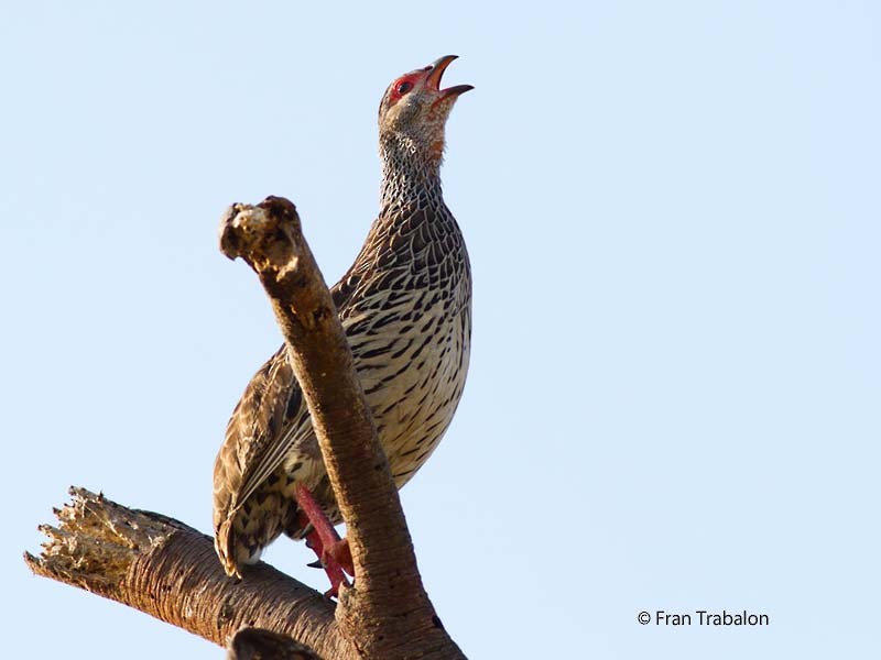 Clapperton's Spurfowl - ML205367691