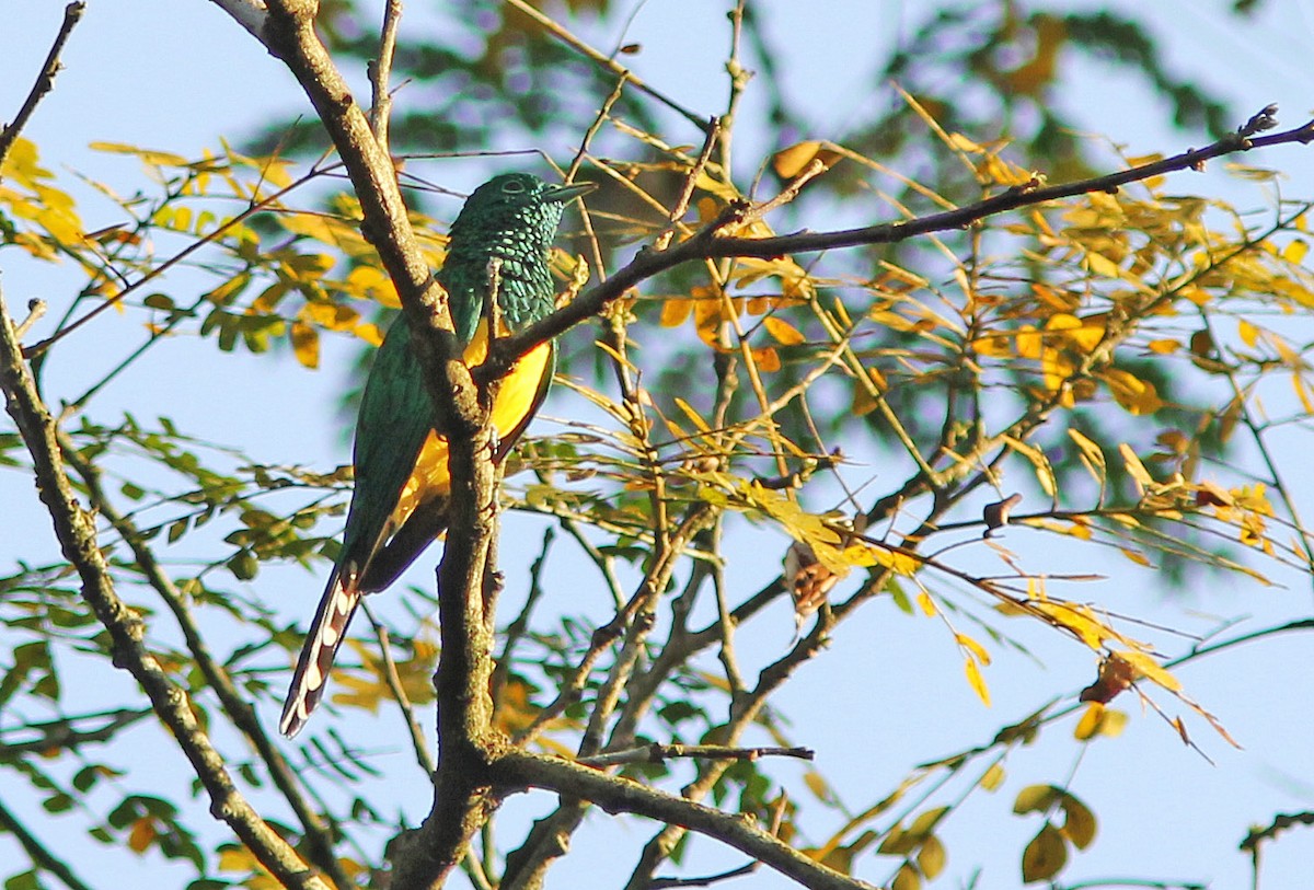 African Emerald Cuckoo - ML205367741