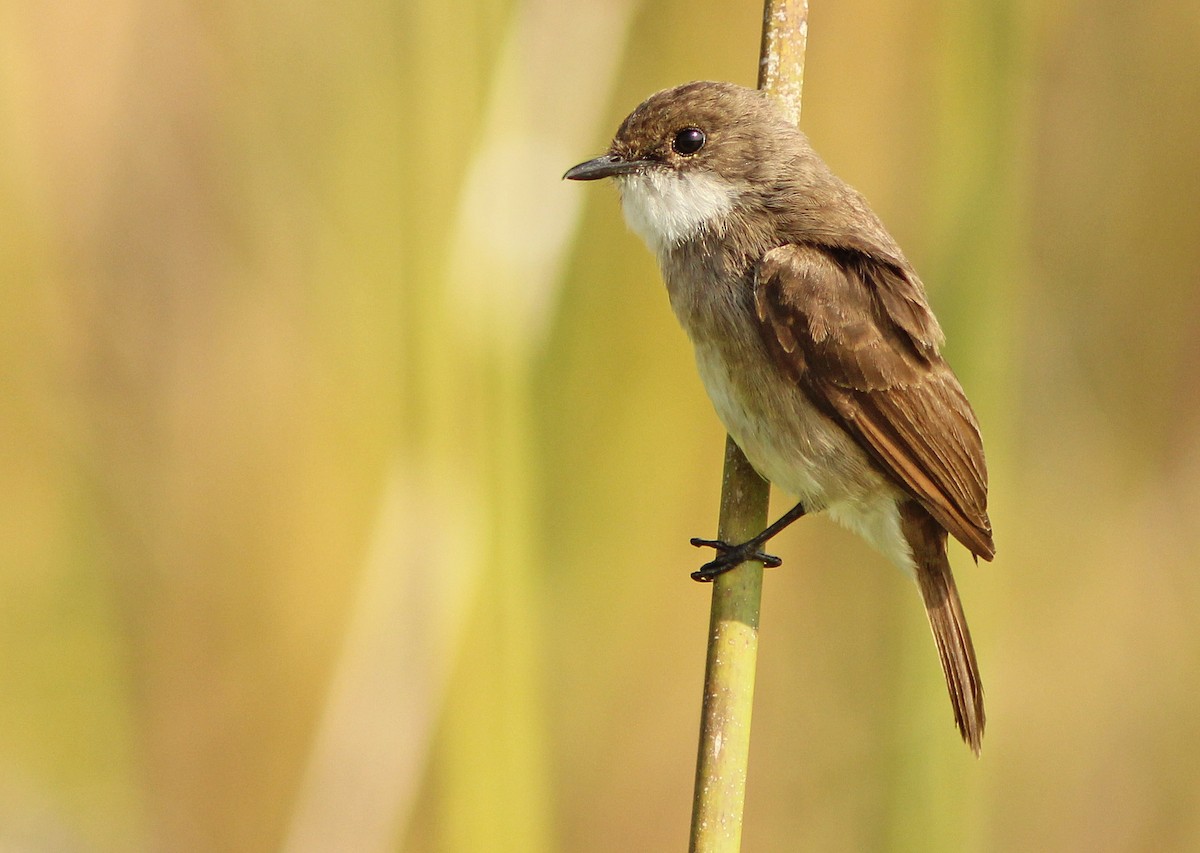 Swamp Flycatcher - David Beadle