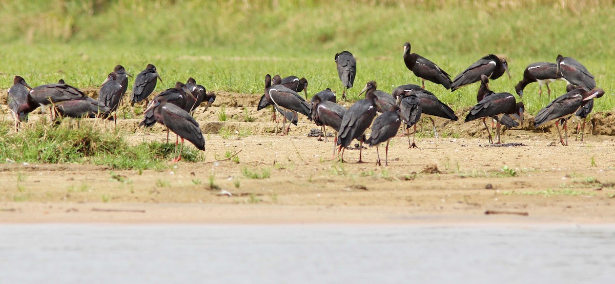 Cigogne d'Abdim - ML205367991