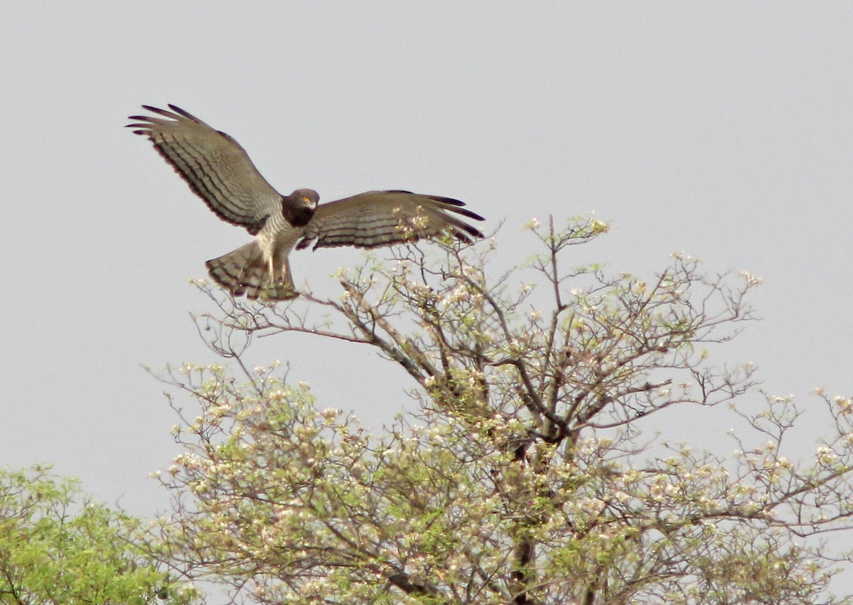 Beaudouin's Snake-Eagle - David Beadle