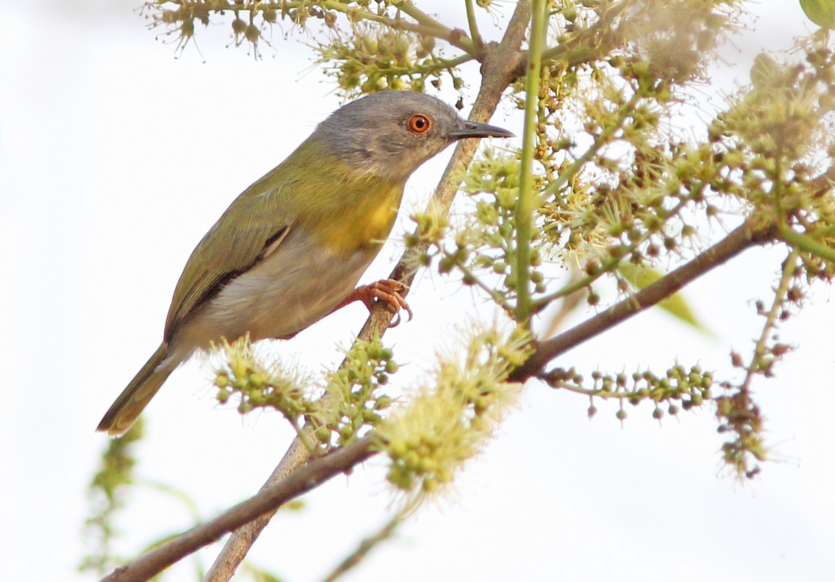 Yellow-breasted Apalis (Yellow-breasted) - ML205368081