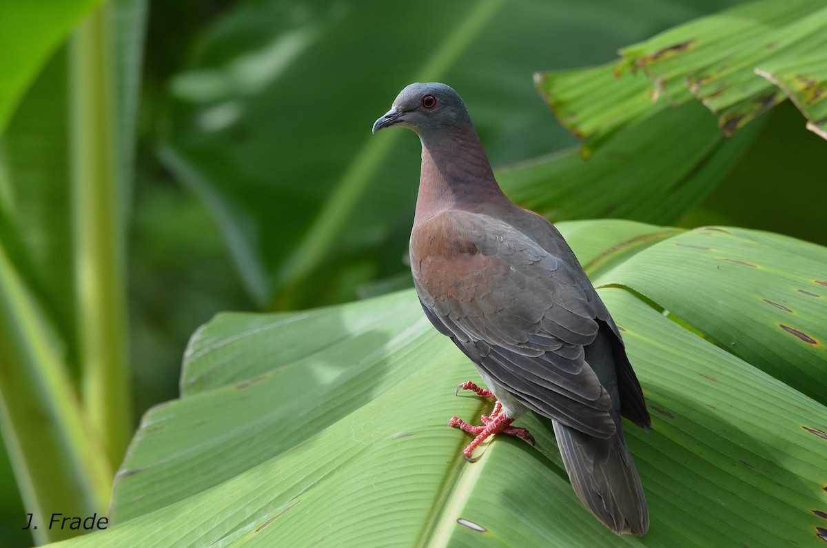 Pale-vented Pigeon - ML205368191