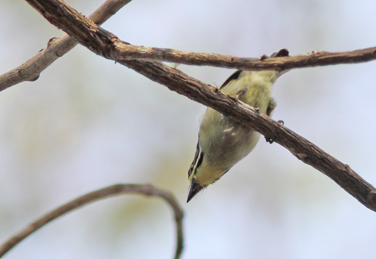 Yellow-throated Tinkerbird - ML205369881