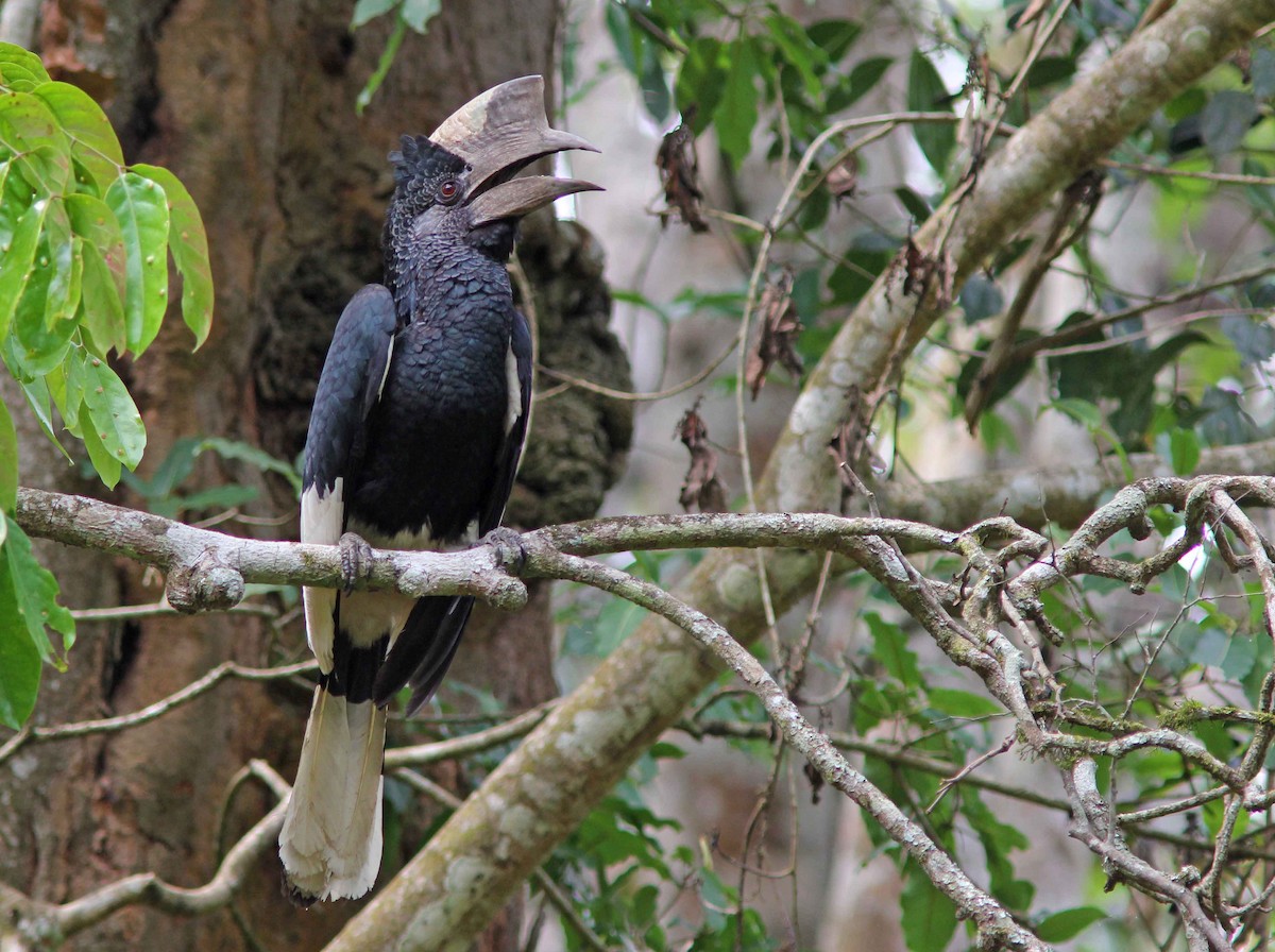 Black-and-white-casqued Hornbill - ML205370021