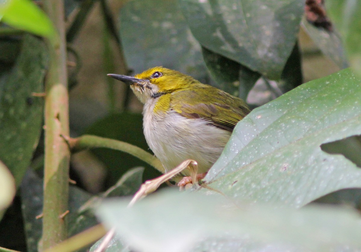 Yellow-browed Camaroptera - ML205370051